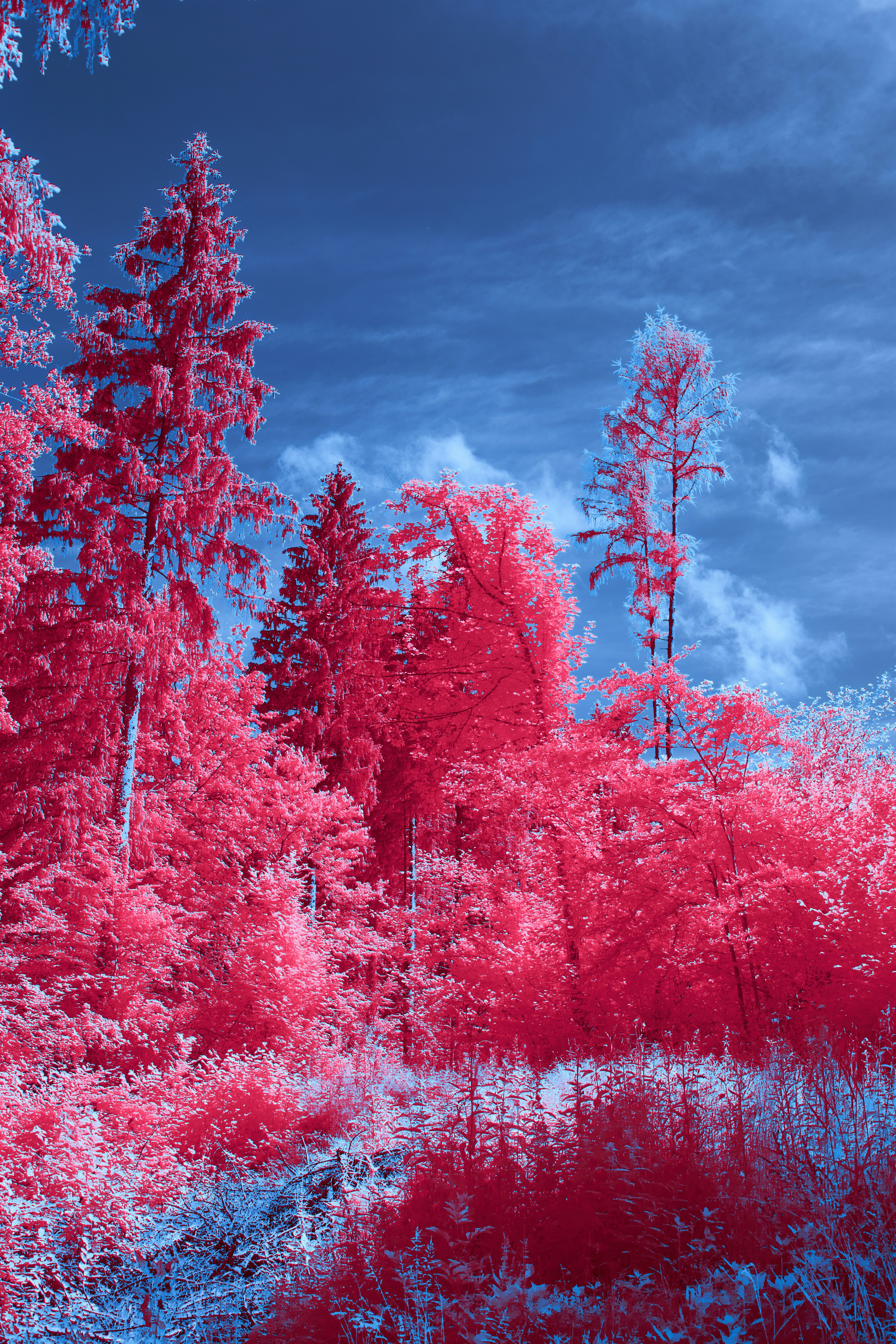 Photo by wolfgang_hasselmann