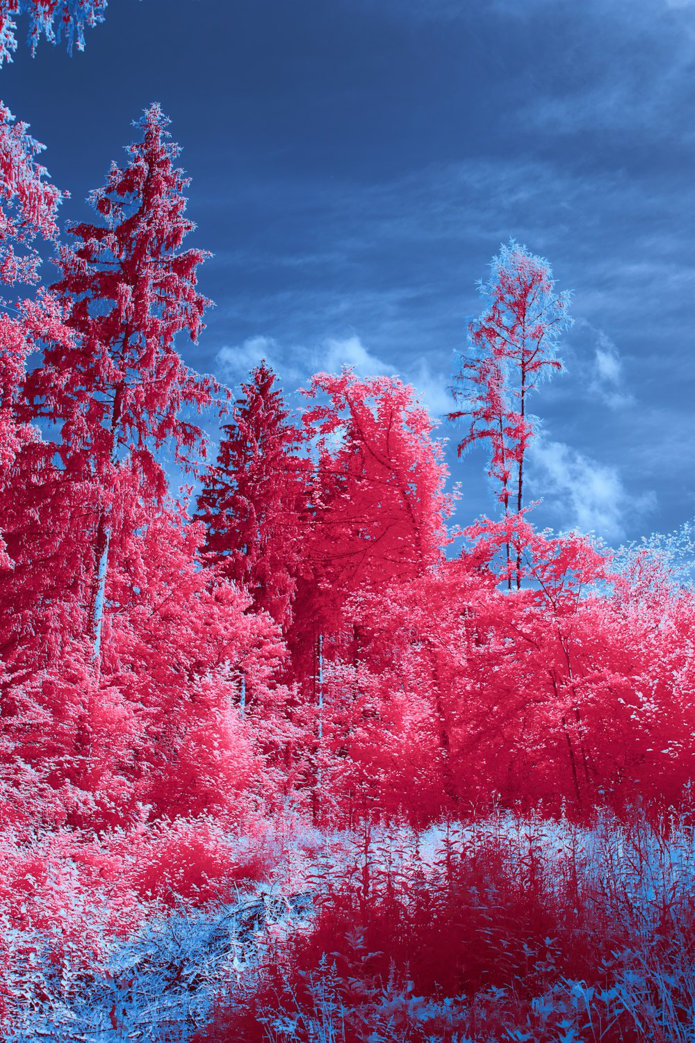 red leaf trees under cloudy sky during daytime