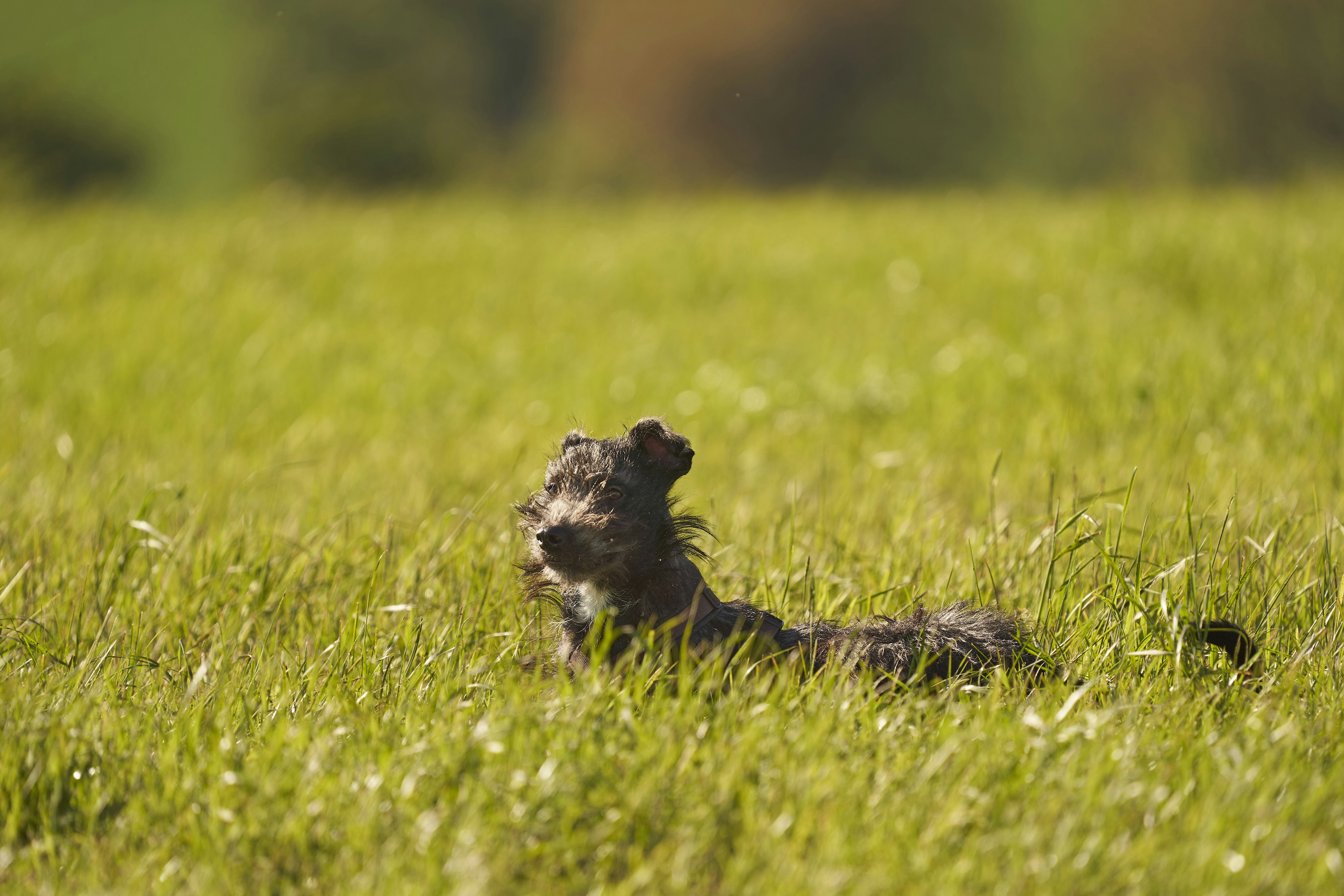 Photo by wolfgang_hasselmann