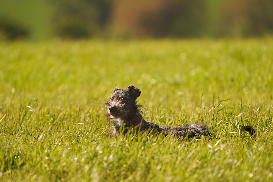 black and white short coated small sized dog on green grass during daytime