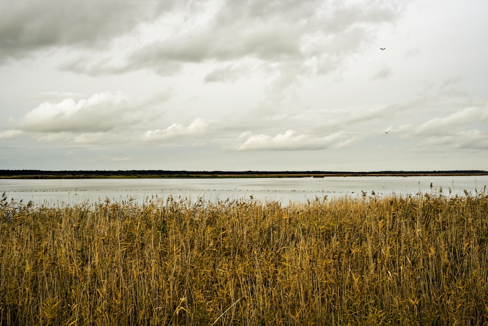 brown grass near body of water under cloudy sky during daytime