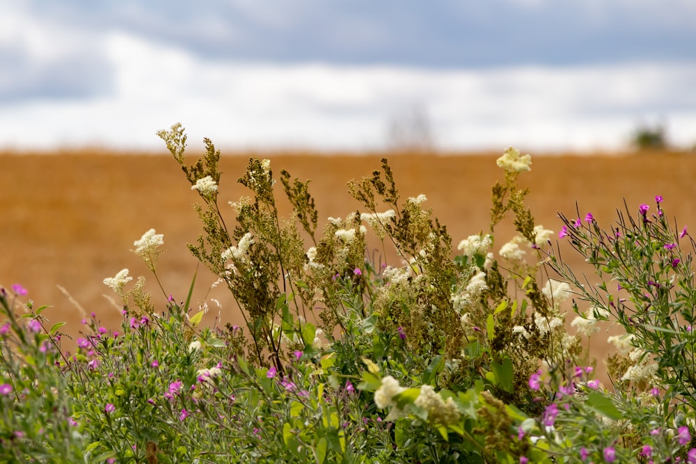 purple flowers under white clouds during daytime