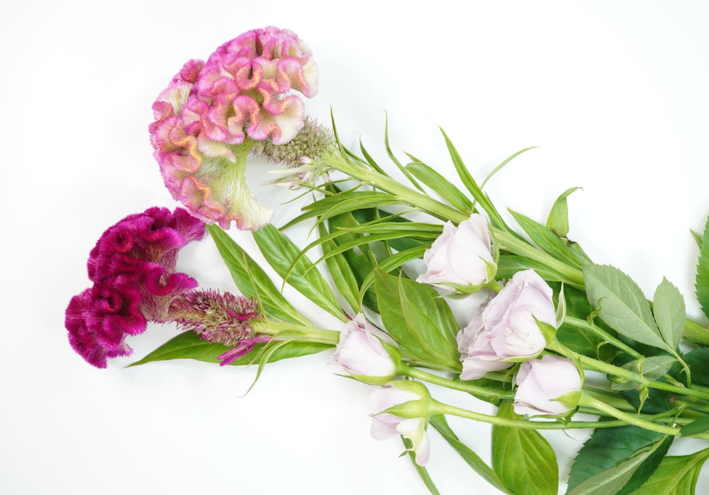 pink and white flowers on white surface