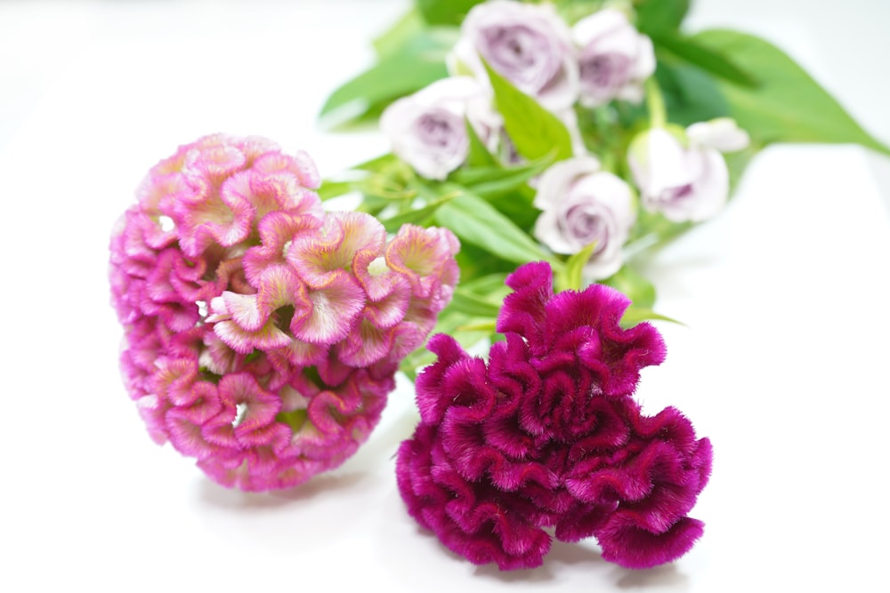 pink and white flowers on white surface