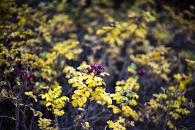 yellow flowers with green leaves