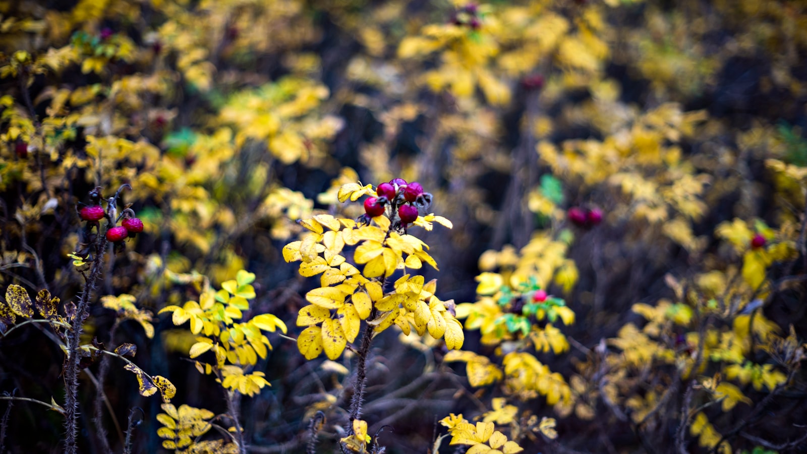 Natural Remedies and Chemical Options: Choosing the Best Control Method