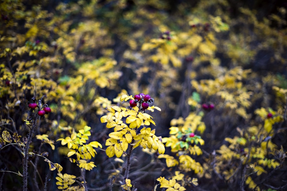 yellow flowers with green leaves