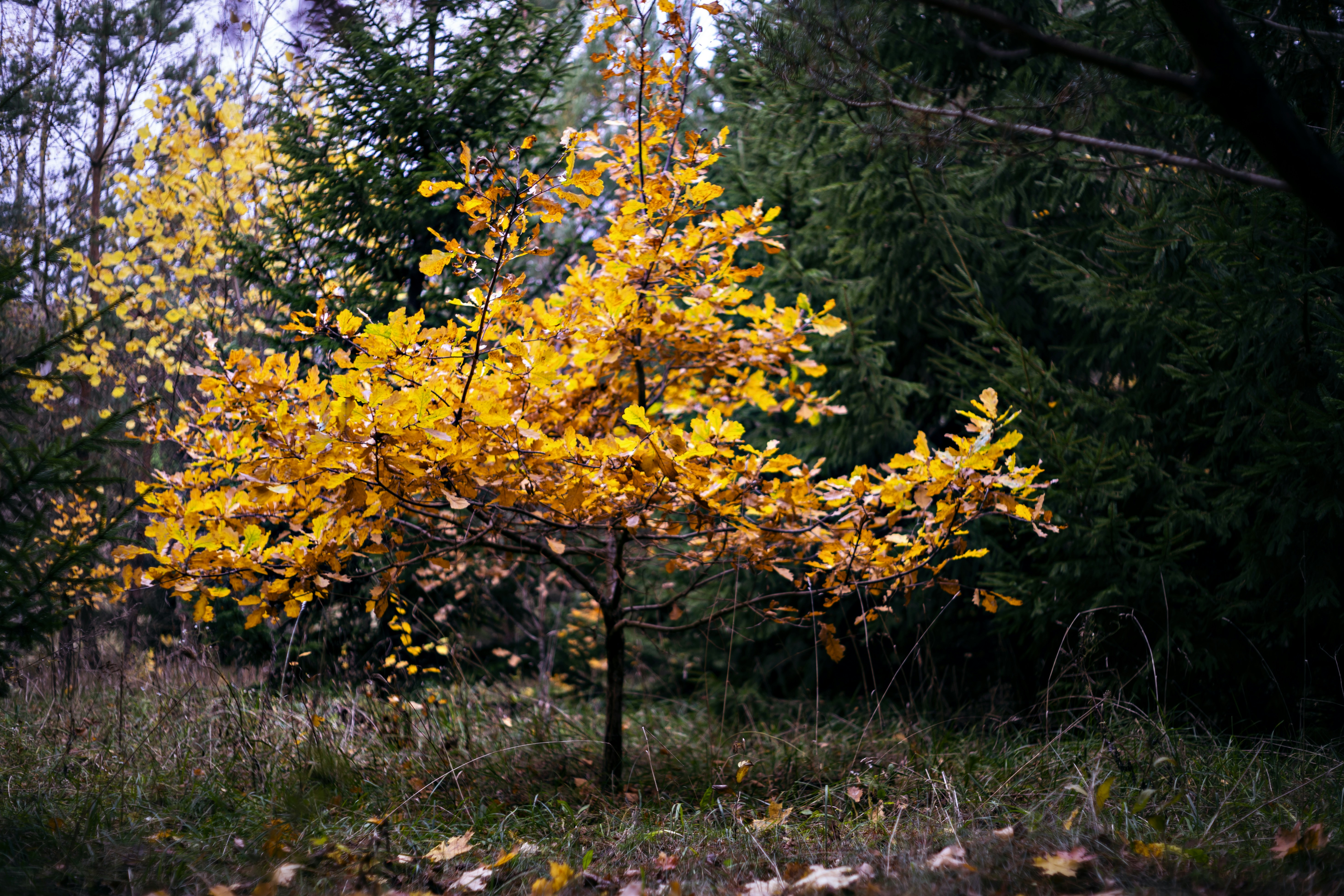 Yellow tree