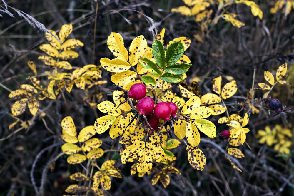 red fruit on green leaves