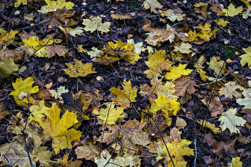 yellow and brown maple leaves on ground