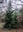 Evergreen trees densely packed with dark green needles are surrounded by a variety of other trees and shrubs. Bare branches from trees above create an intricate pattern against the pale sky. The ground is covered with brown leaves and sparse green grass.