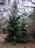 Evergreen trees densely packed with dark green needles are surrounded by a variety of other trees and shrubs. Bare branches from trees above create an intricate pattern against the pale sky. The ground is covered with brown leaves and sparse green grass.