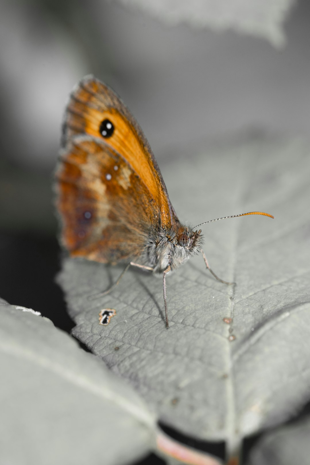 brown and white butterfly on gray textile