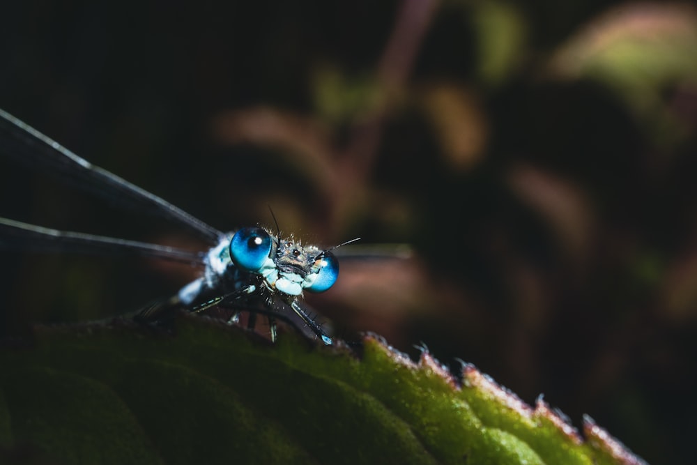 blue damselfly perched on green leaf in close up photography during daytime