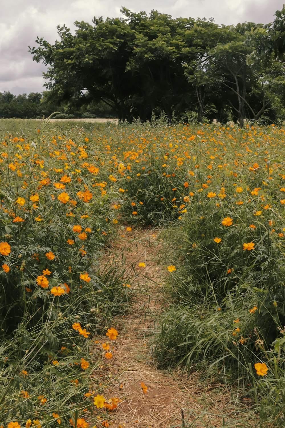 yellow flower field during daytime