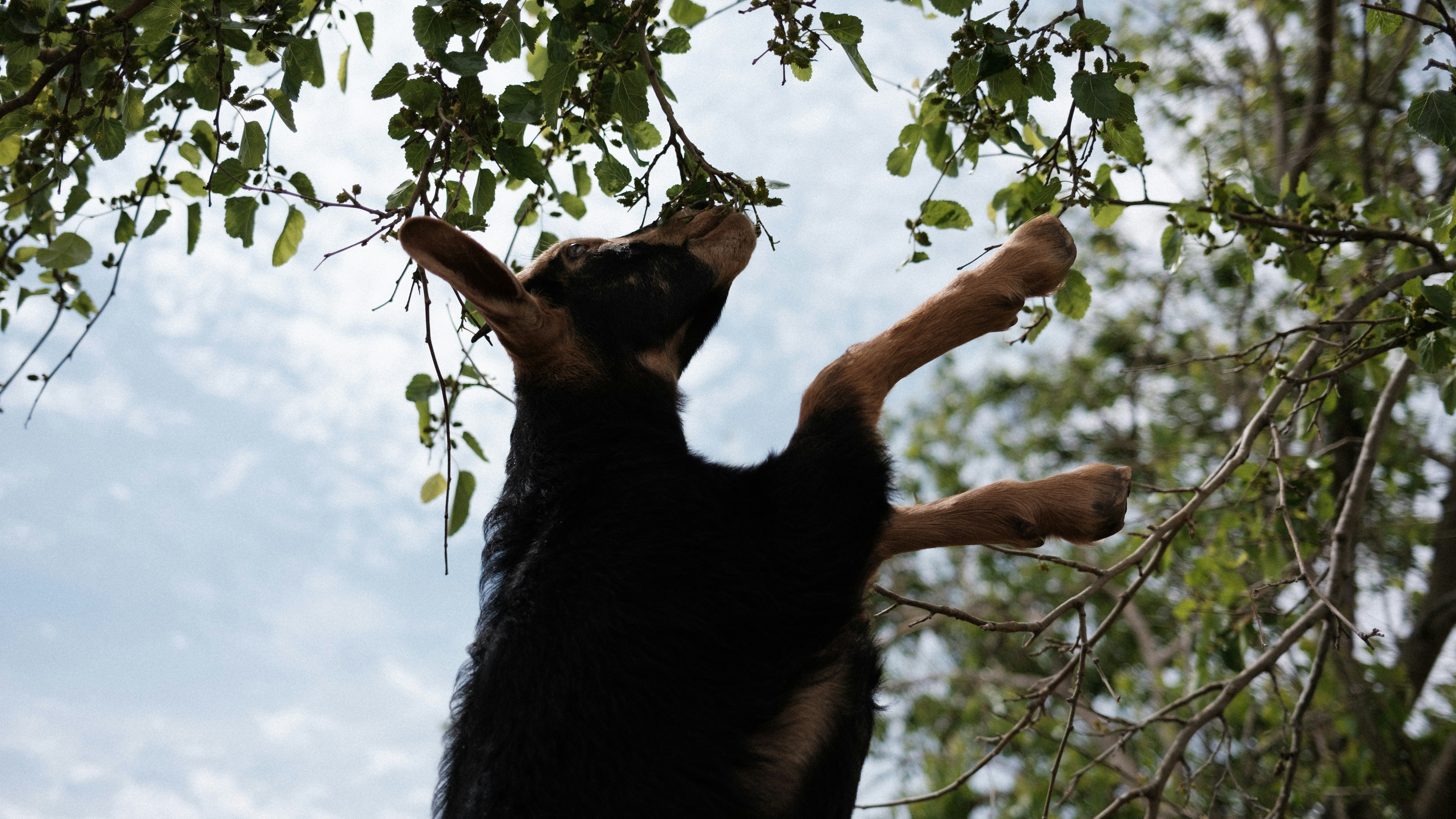 black and tan short coat medium sized dog on green grass during daytime