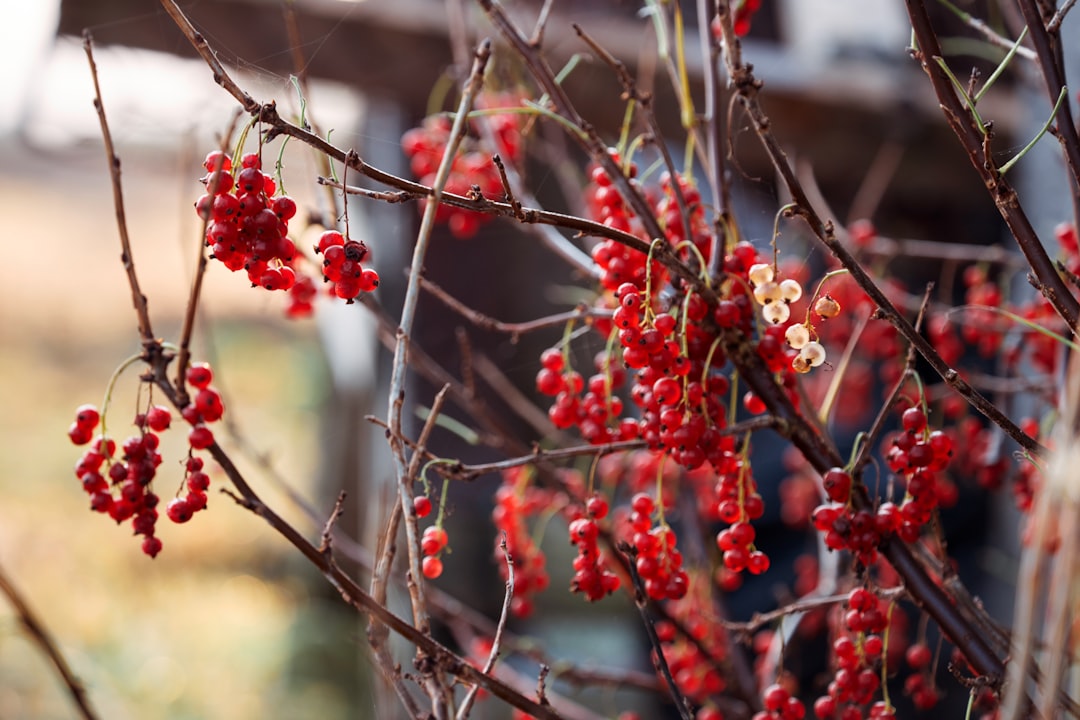 red and white round fruits on tree branch