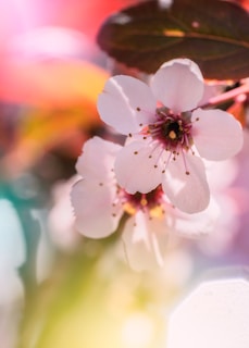 A close-up of delicate flowers in warm tones.