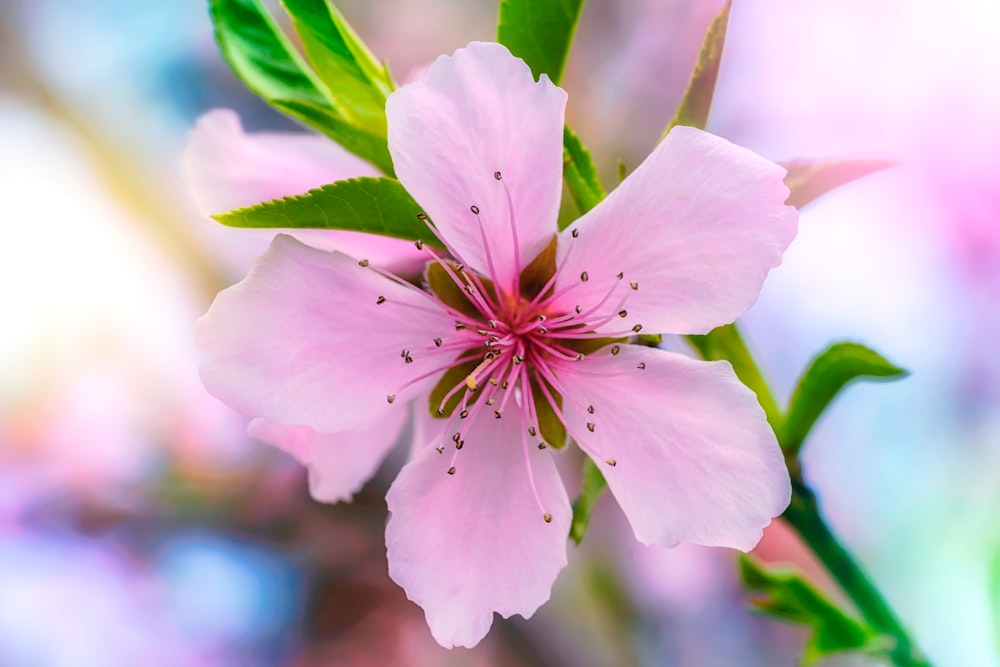 purple 5 petaled flower in bloom during daytime