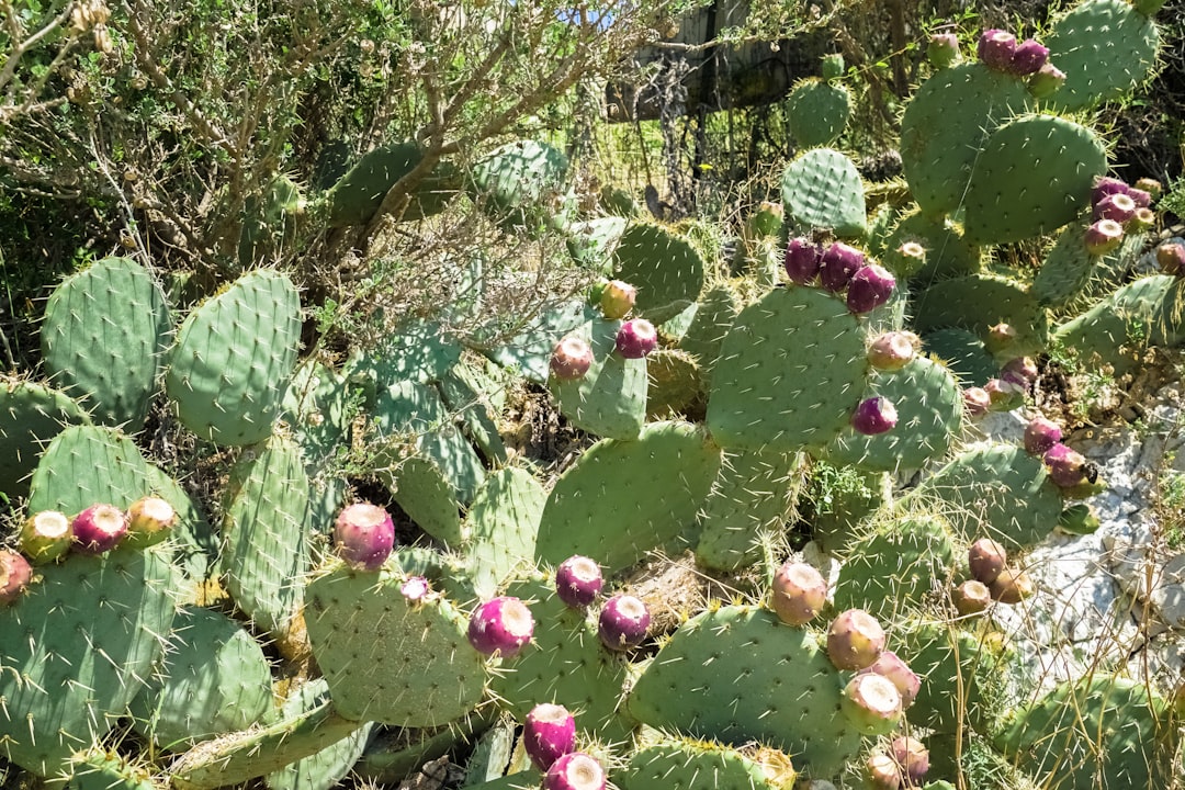 green cactus with red round fruits