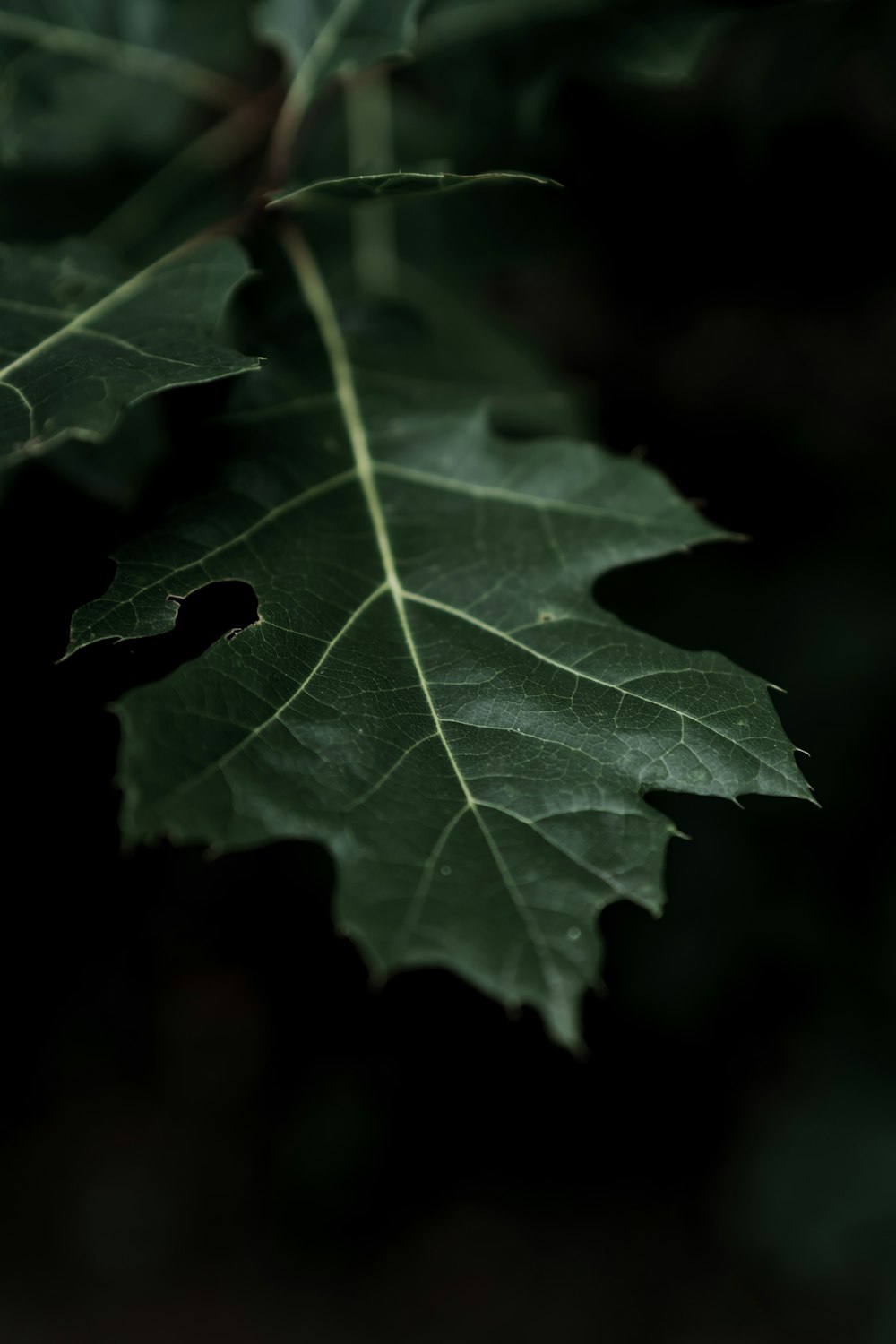 foglia verde in primo piano fotografia