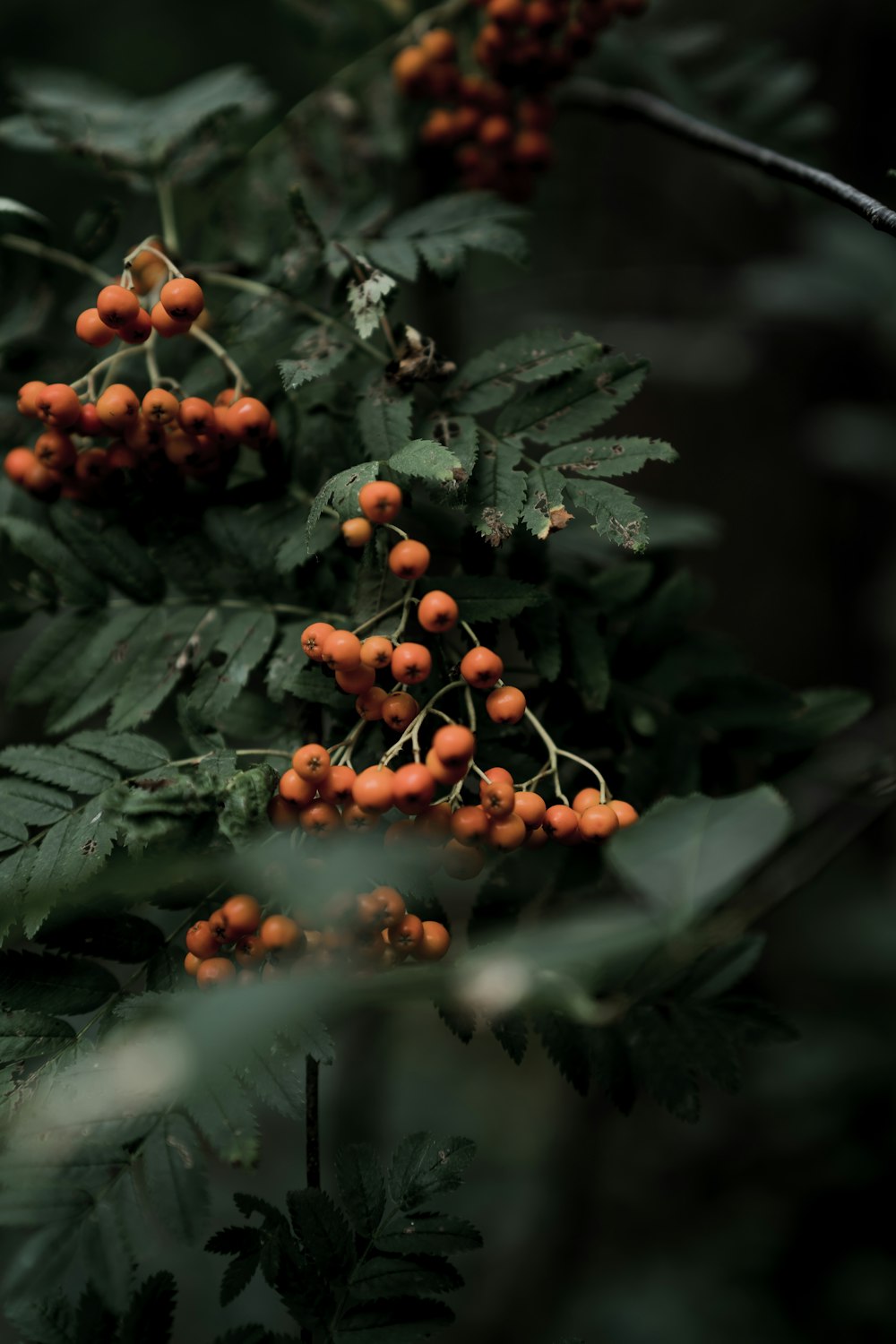 frutos rojos redondos sobre hojas verdes