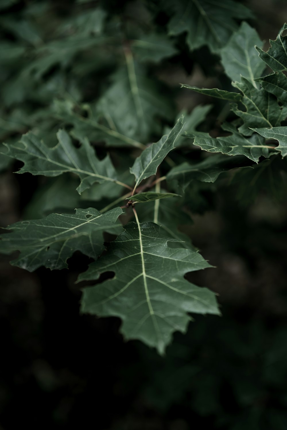 feuille verte en gros plan