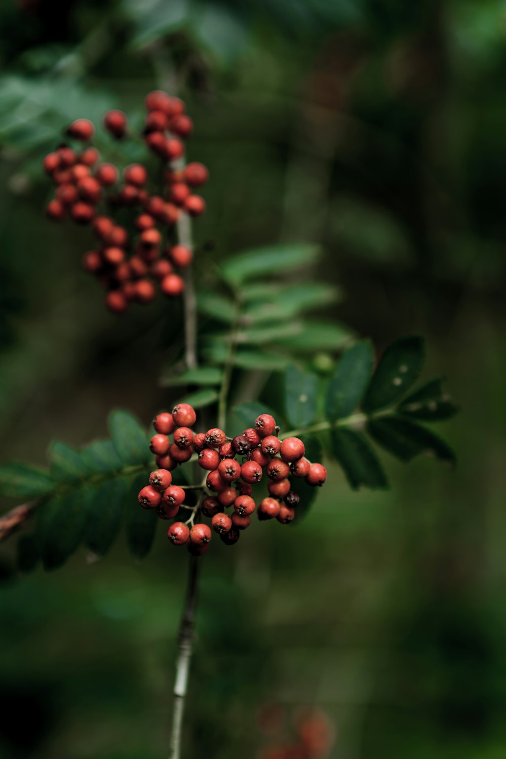 fruits ronds rouges sur feuilles vertes