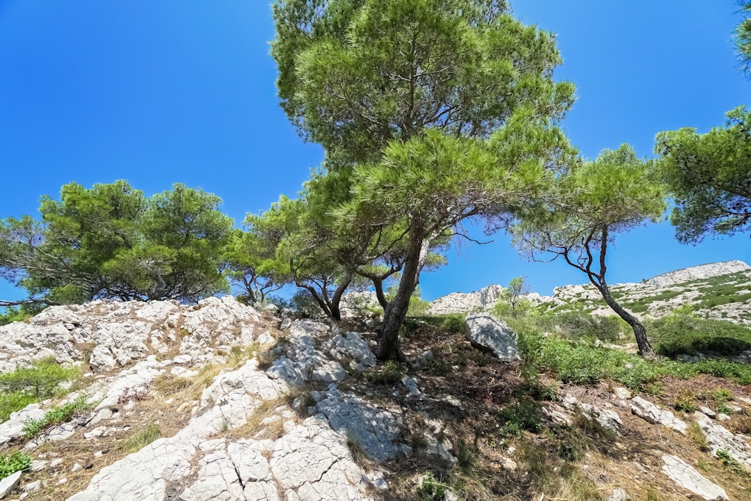 green tree on rocky hill under blue sky during daytime