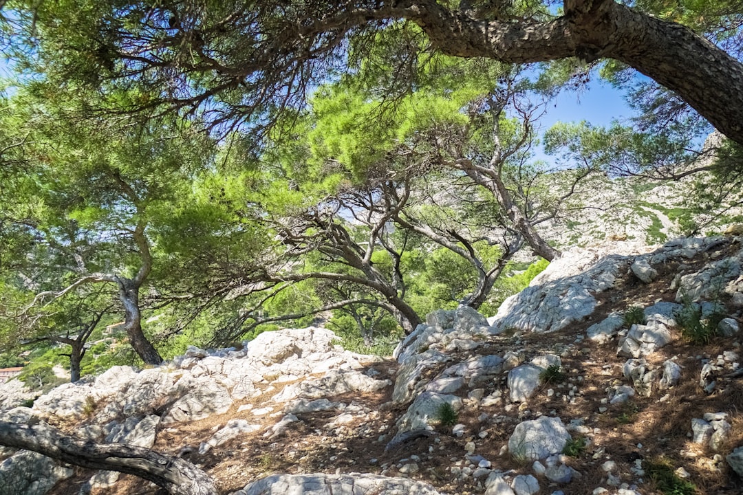 green trees on rocky ground during daytime