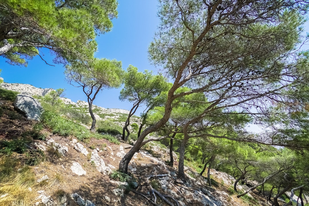 green trees on rocky hill under blue sky during daytime