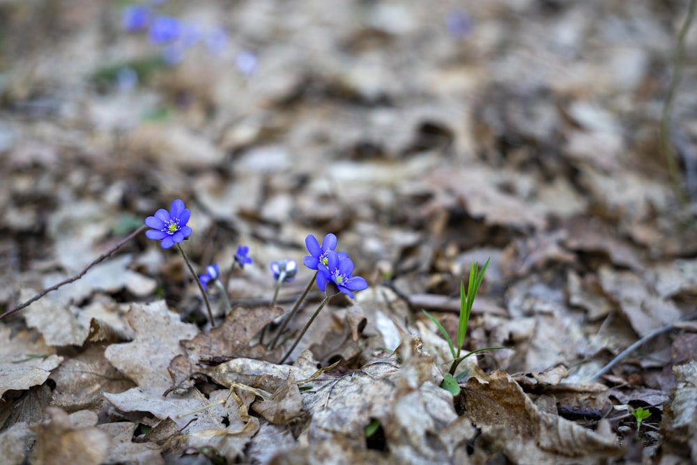 fiore viola su foglie secche marroni