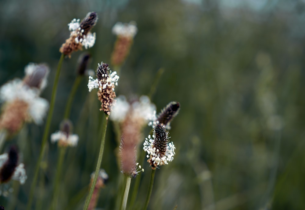 white and brown flower in tilt shift lens