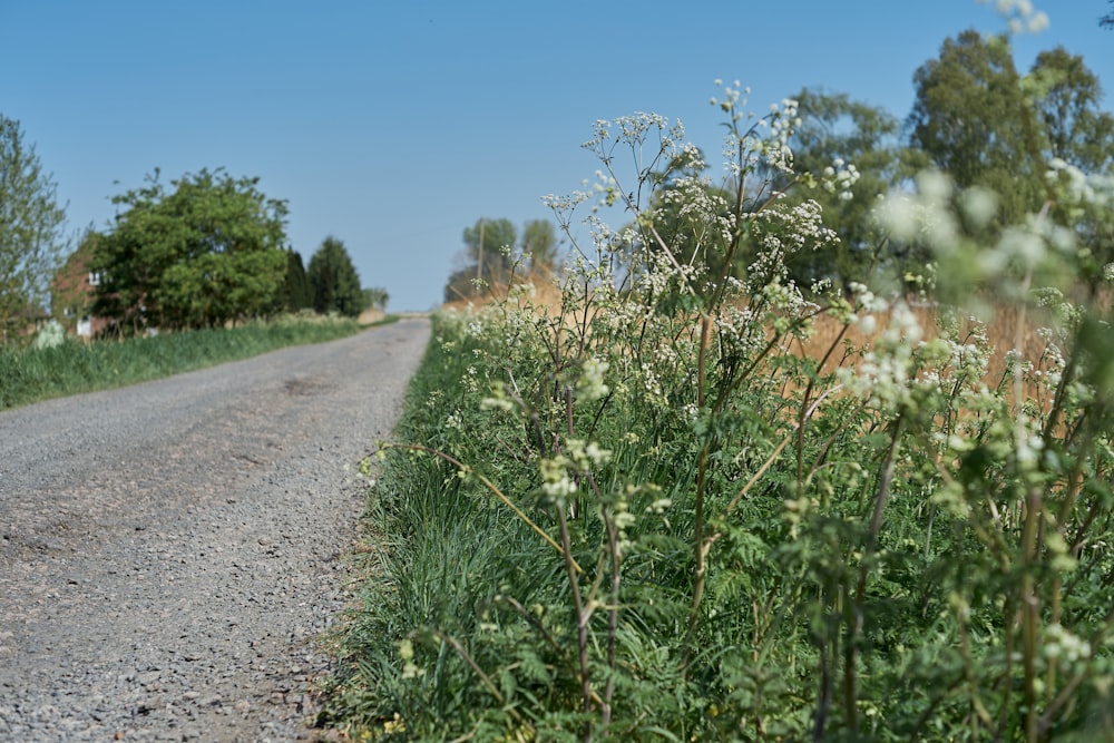 green grass field near road during daytime