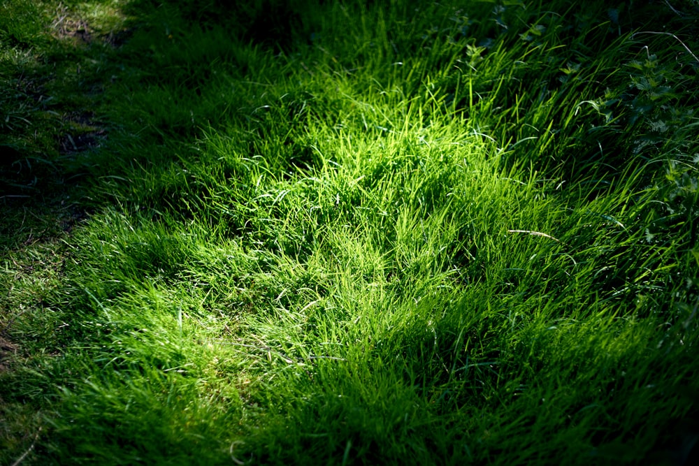 green grass field during daytime