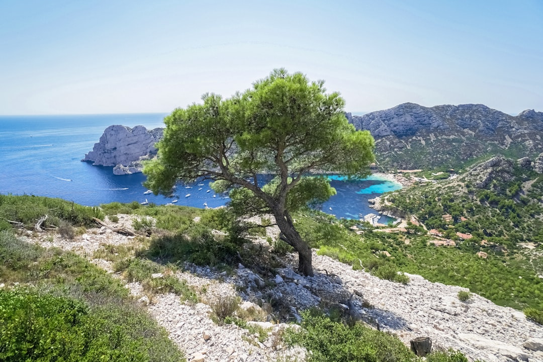 green tree near body of water during daytime