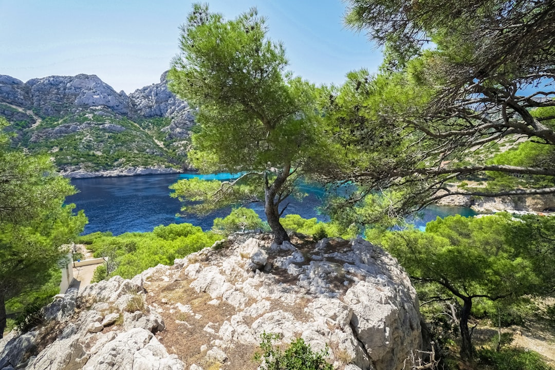 green tree on brown rocky mountain near blue sea under blue sky during daytime