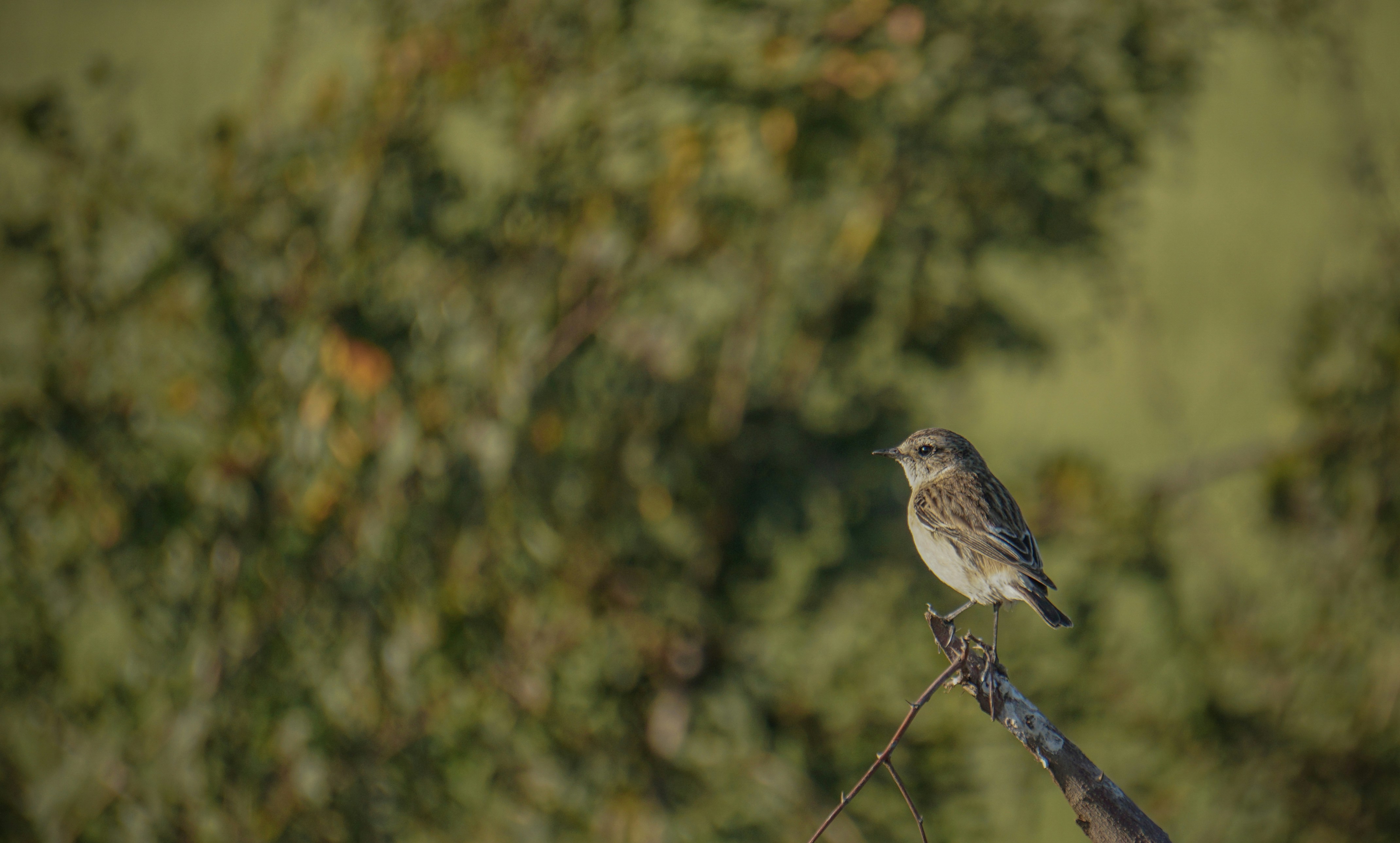 Photo by itsdevbagdi