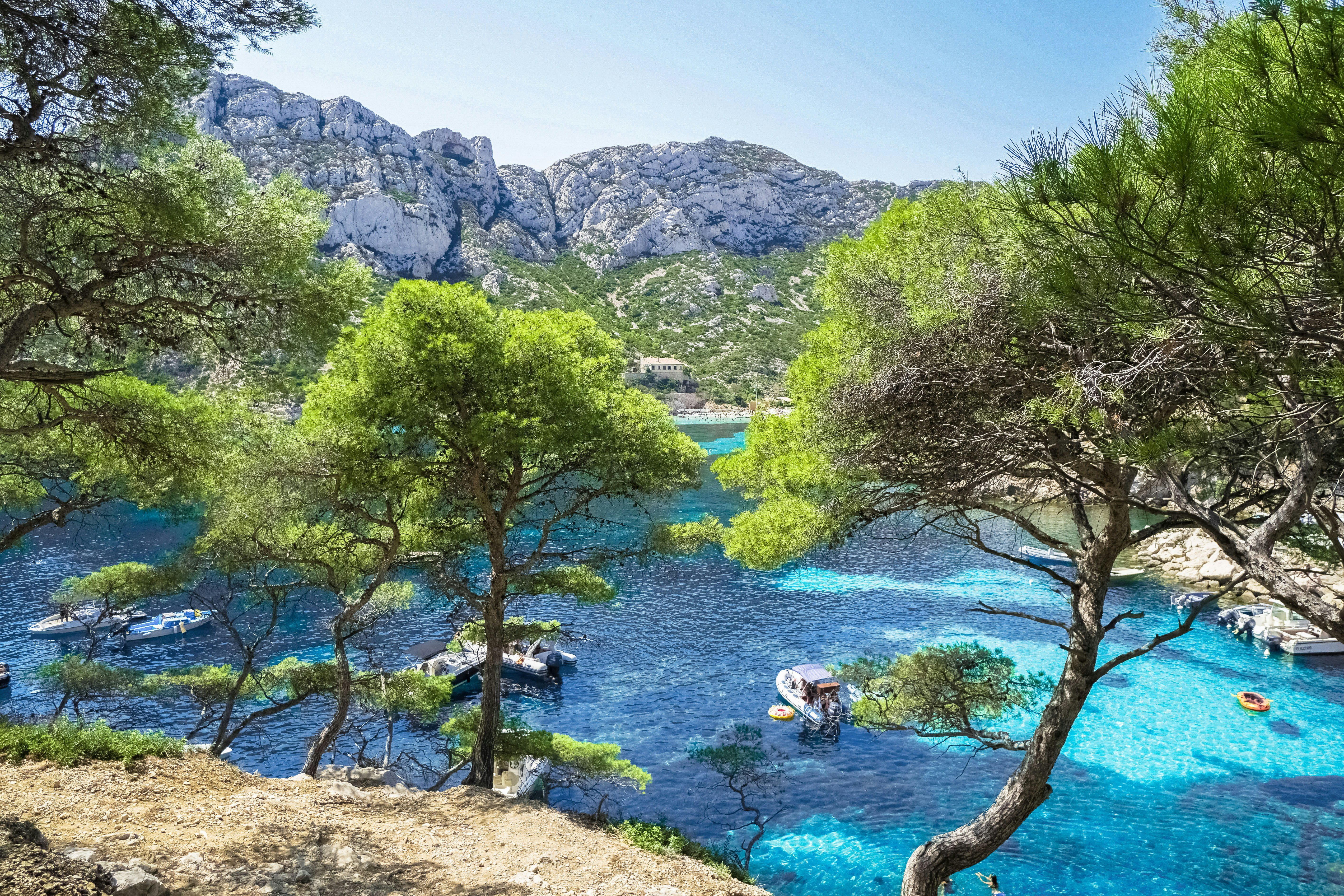 green trees near river during daytime