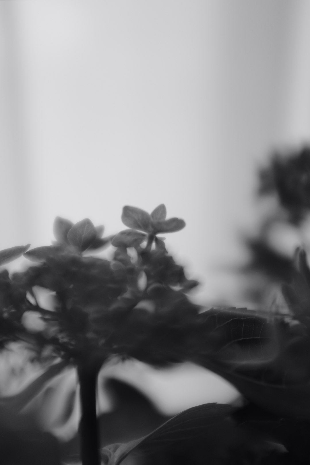 grayscale photo of flower in bloom