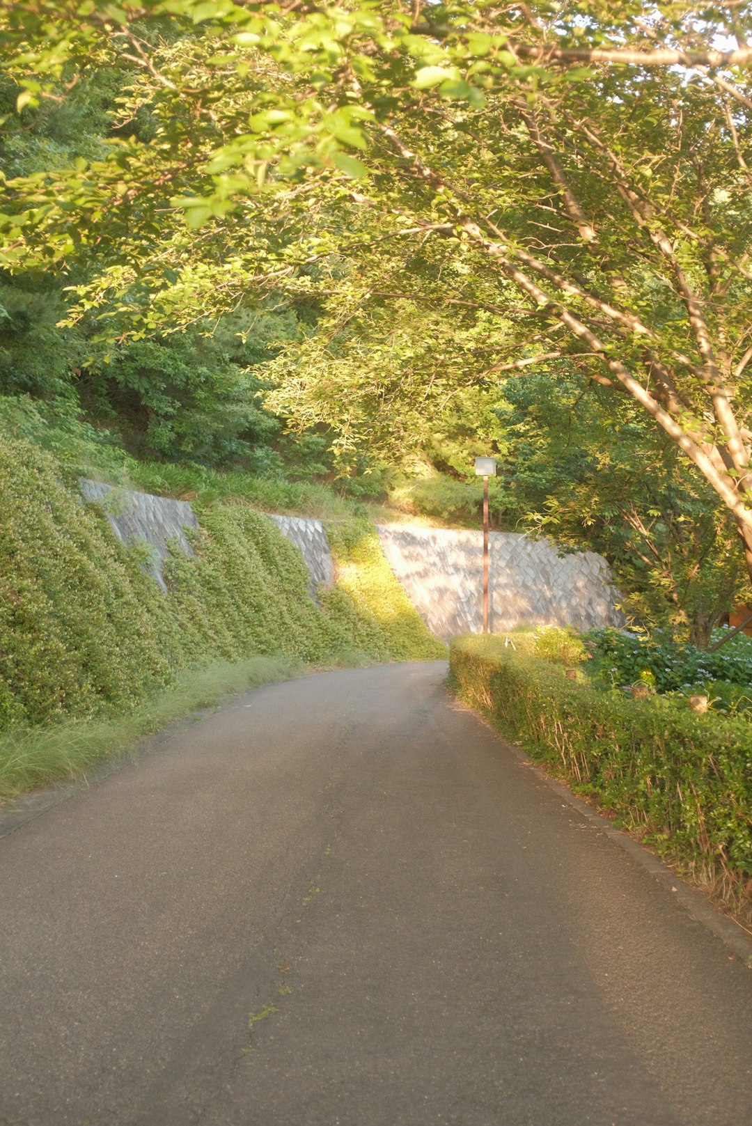 gray concrete road between green trees during daytime