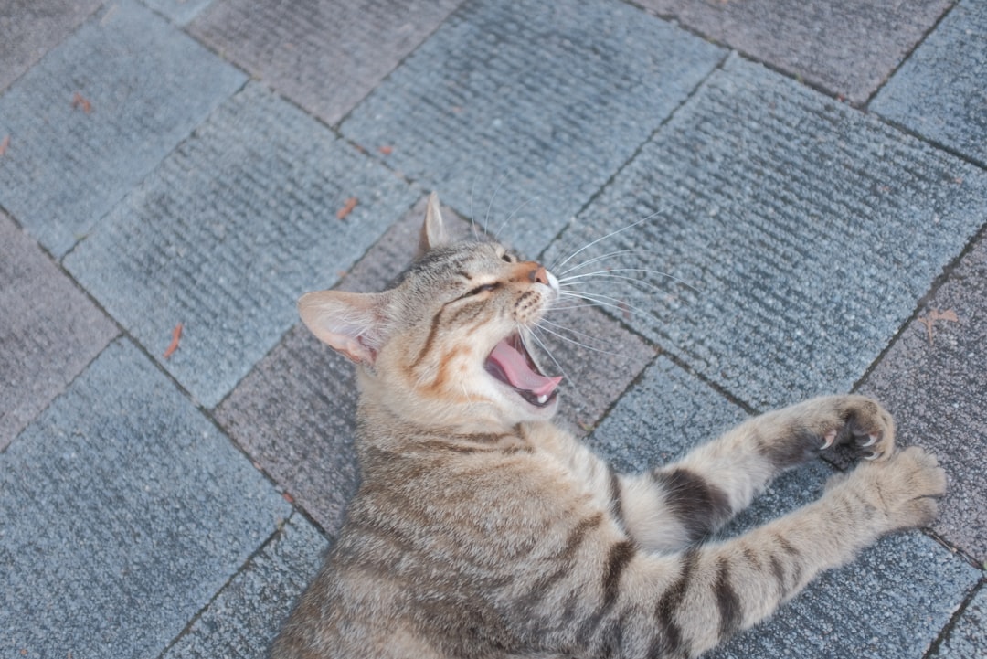 brown tabby cat lying on grey concrete floor