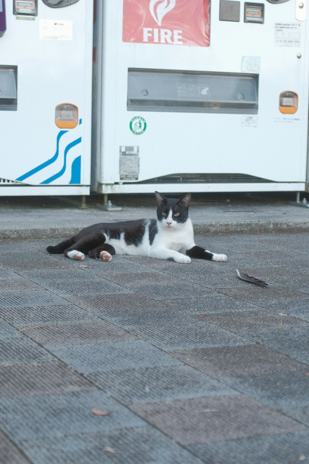 tuxedo cat sitting on gray concrete floor