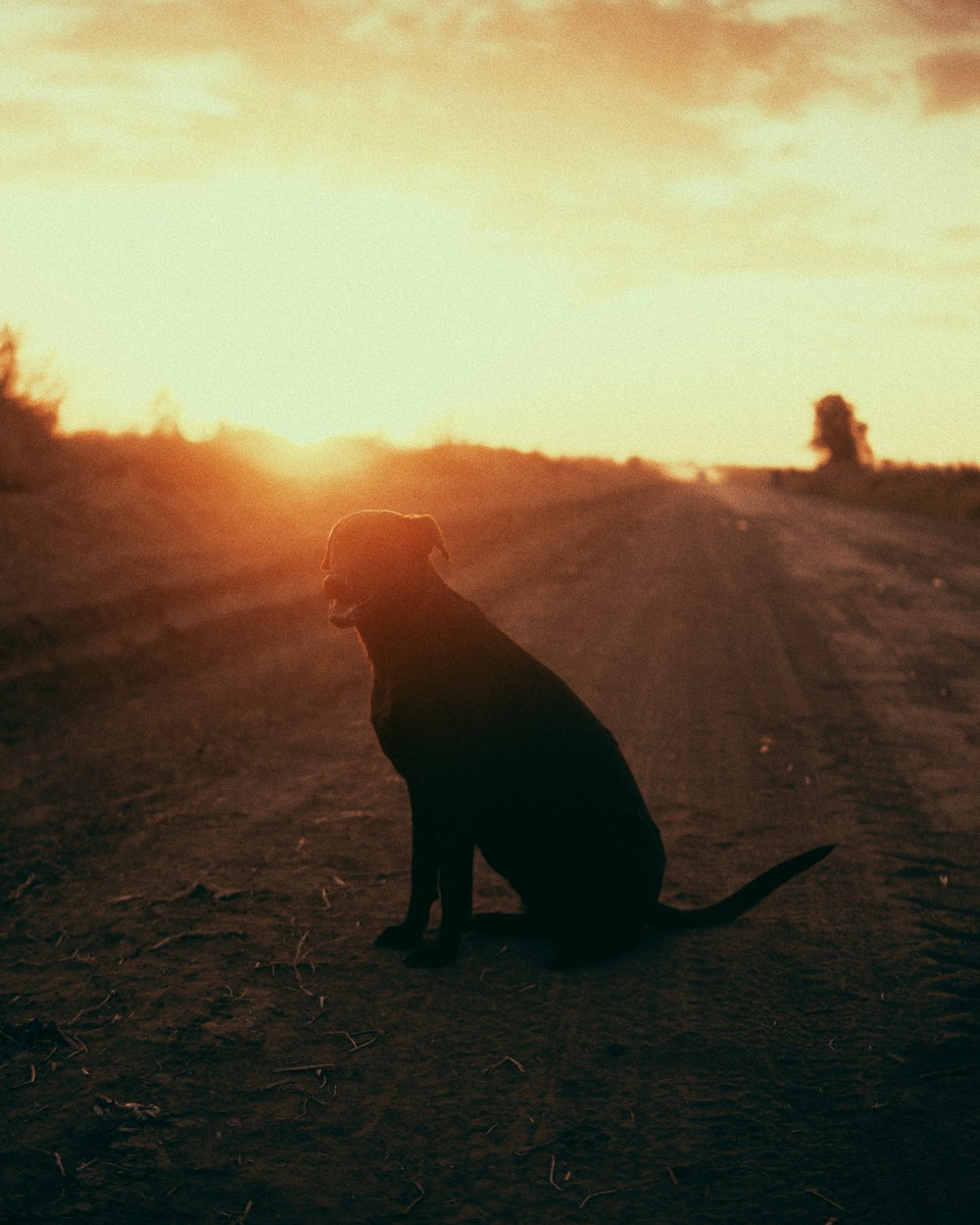silhouette of dog on field during sunset