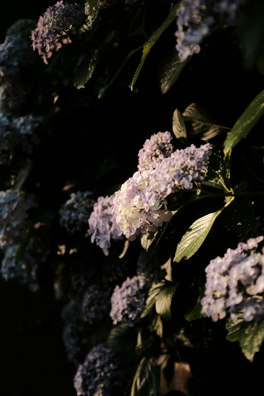 purple and white flower in tilt shift lens