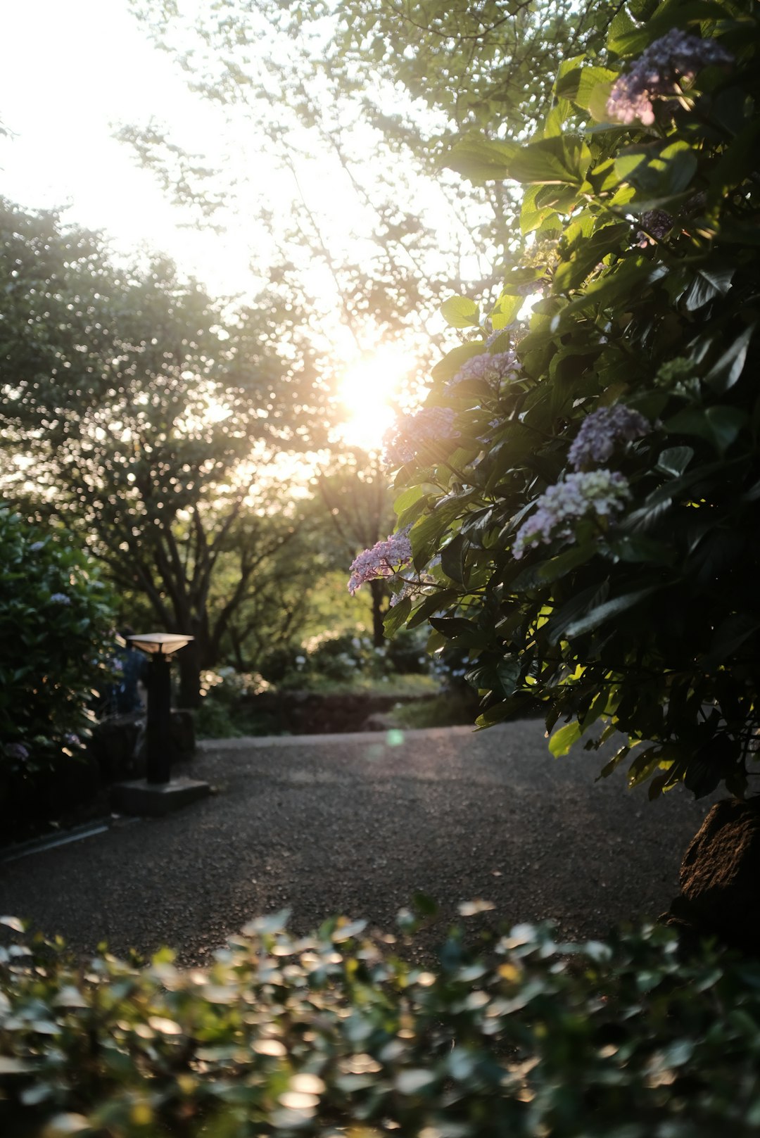 gray concrete pathway between green trees during daytime