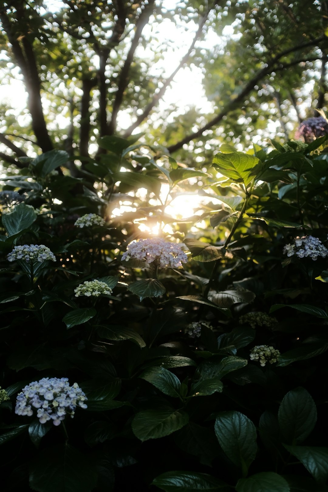 white and purple flowers with green leaves