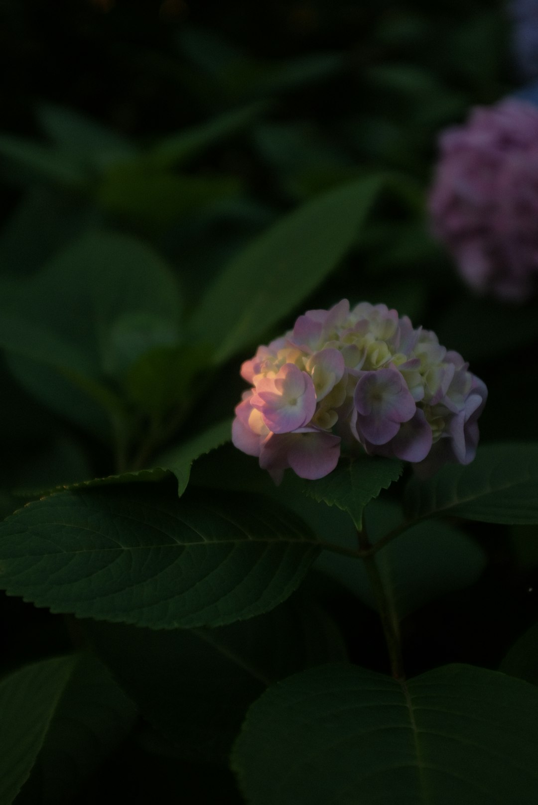 pink and white flower in macro lens