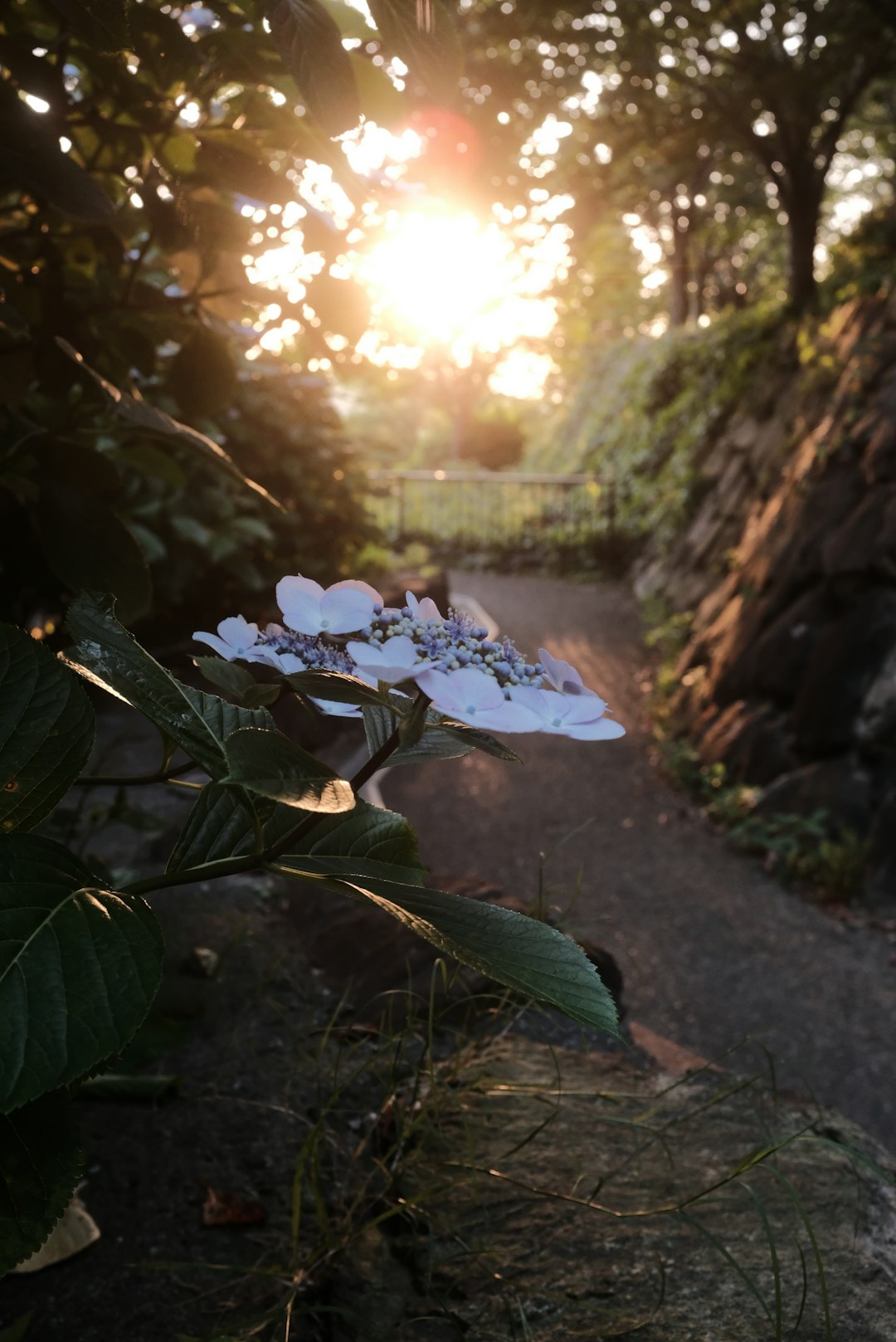 white flowers on brown soil