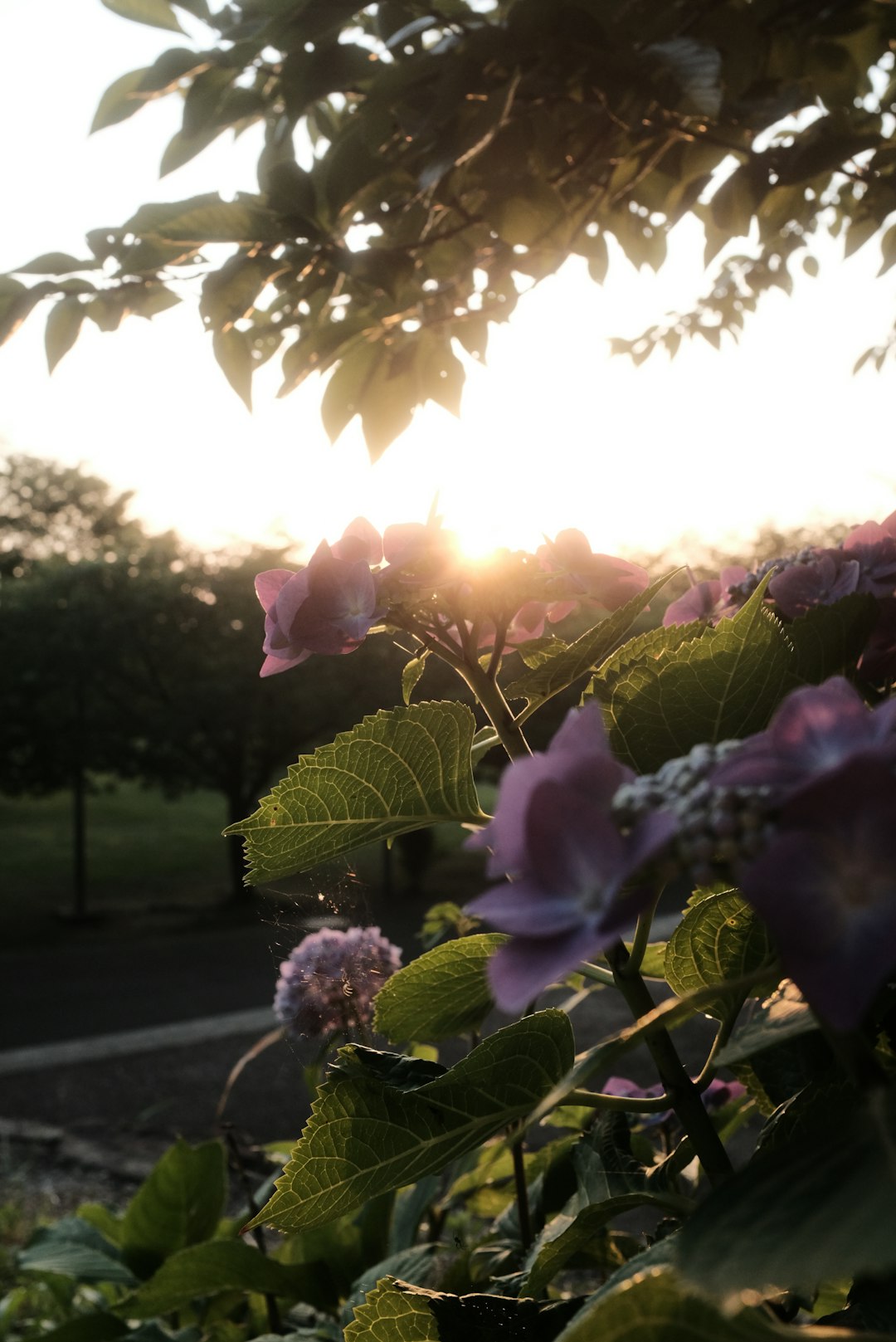 purple flower with green leaves during daytime